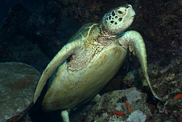 Sipadan_2015_Tortue Franche_Chelonia mydas_IMG_3057_rc